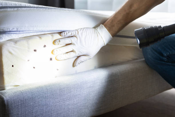 Best Mosquito Control Services  in Westminster, CA